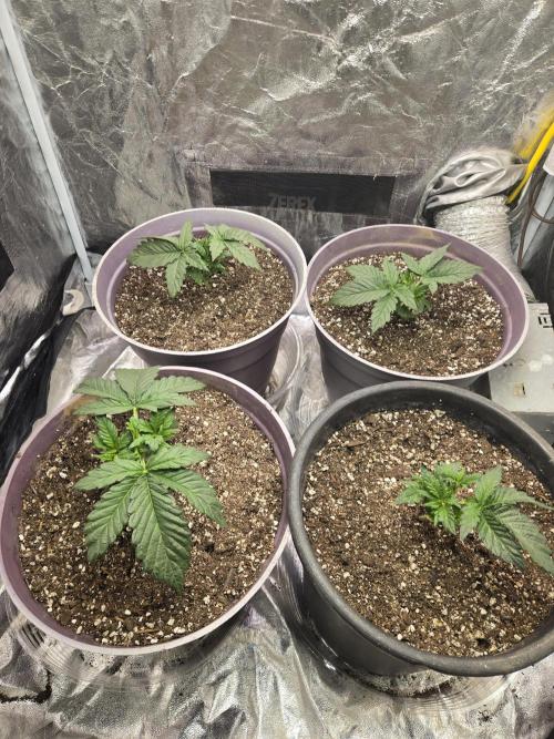 Jolly Jay/ Blackberry Cookies. Week 3