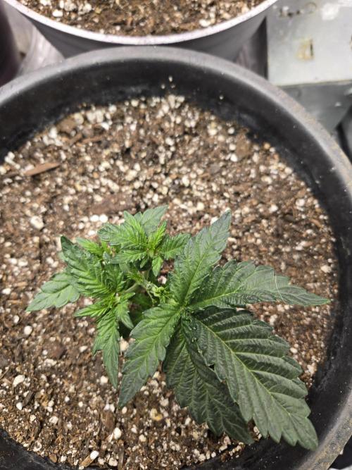 Jolly Jay/ Blackberry Cookies. Week 3