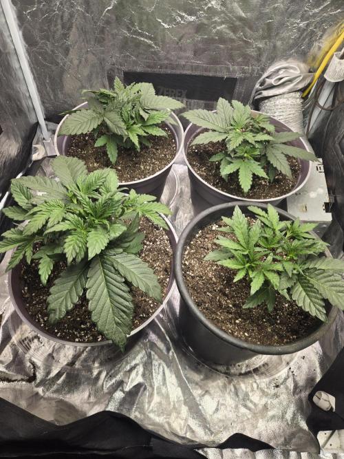 Jolly Jay/ Blackberry Cookies. Week 4