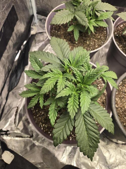 Jolly Jay/ Blackberry Cookies. Week 4