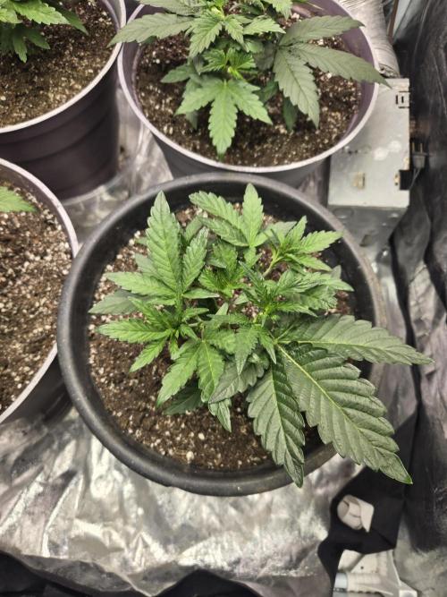 Jolly Jay/ Blackberry Cookies. Week 4