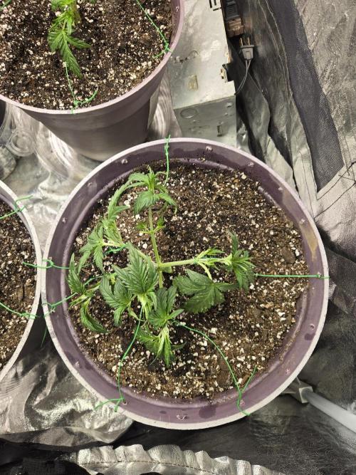 Jolly Jay/ Blackberry Cookies. Week 4