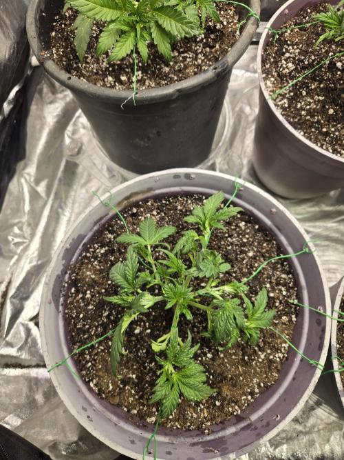 Jolly Jay/ Blackberry Cookies. Week 4