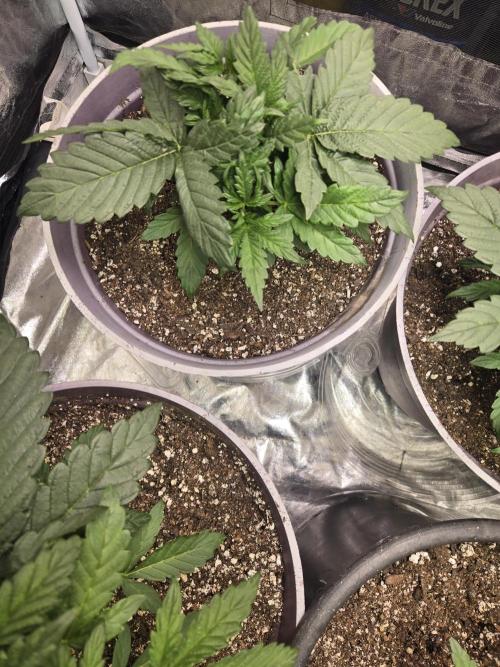 Jolly Jay/ Blackberry Cookies. Week 4