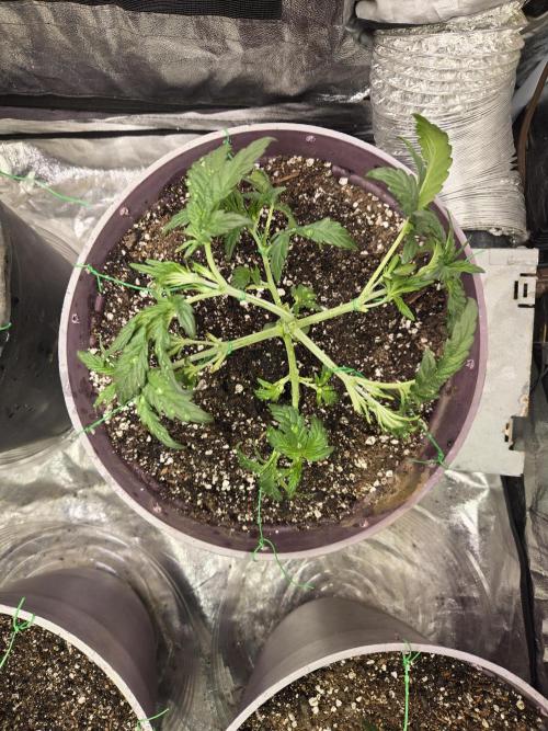 Jolly Jay/ Blackberry Cookies. Week 4