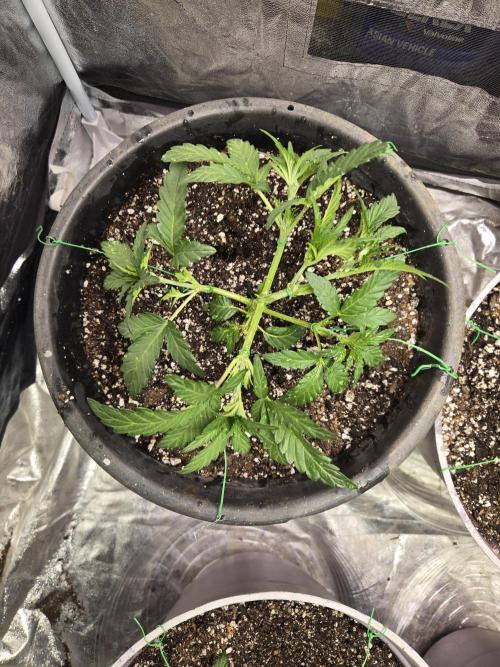 Jolly Jay/ Blackberry Cookies. Week 4