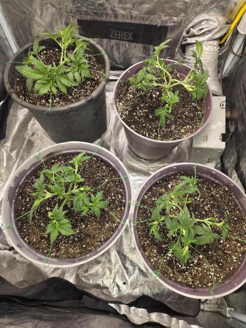 Jolly Jay/ Blackberry Cookies. Week 4