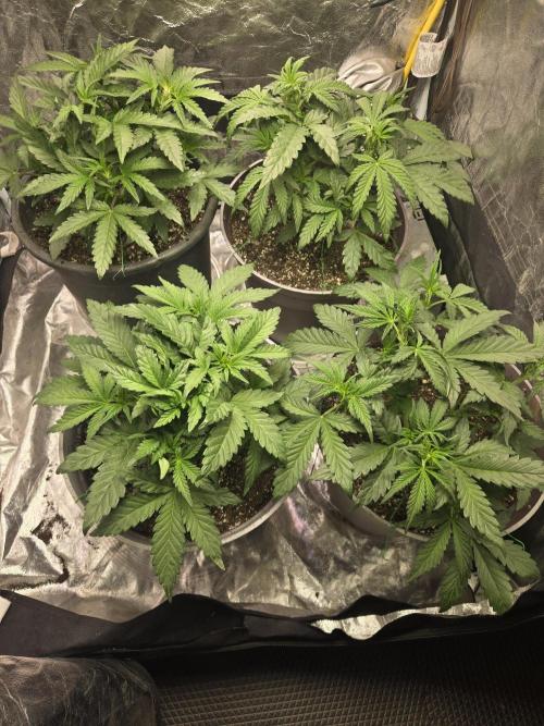 Jolly Jay/ Blackberry Cookies. Week 5