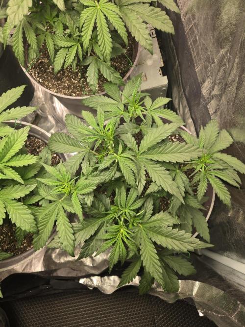 Jolly Jay/ Blackberry Cookies. Week 5