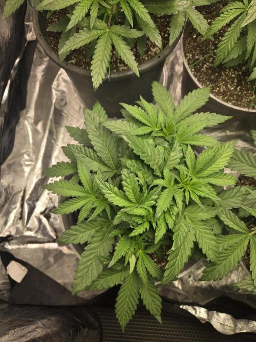 Jolly Jay/ Blackberry Cookies. Week 5