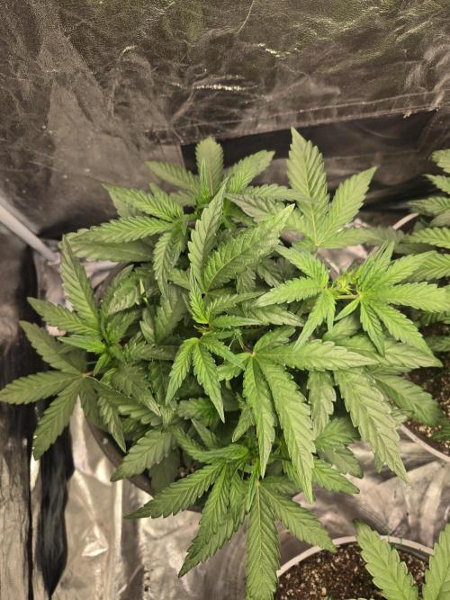 Jolly Jay/ Blackberry Cookies. Week 5