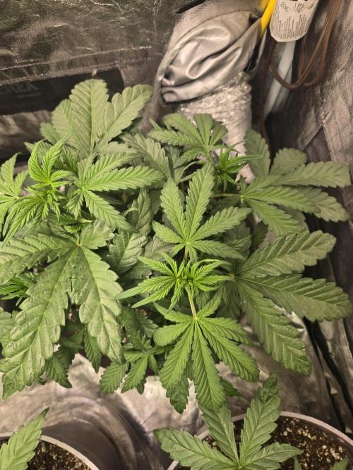 Jolly Jay/ Blackberry Cookies. Week 5