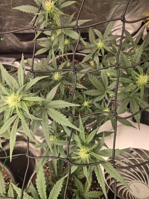 Jolly Jay/ Blackberry Cookies. Week 6