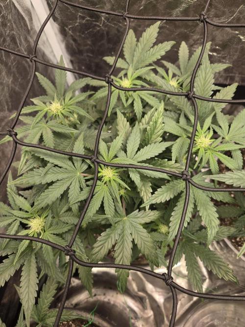 Jolly Jay/ Blackberry Cookies. Week 6