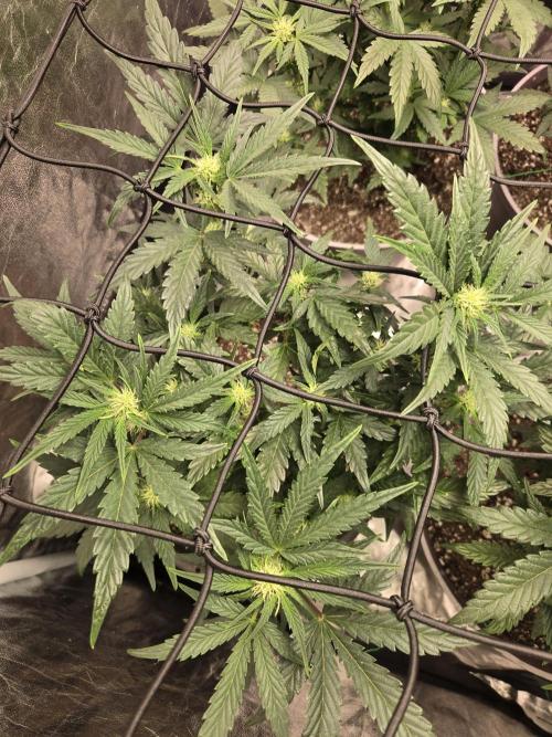 Jolly Jay/ Blackberry Cookies. Week 6