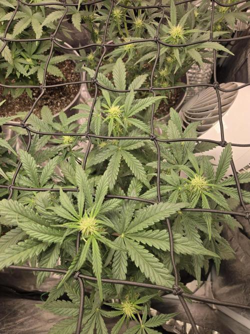 Jolly Jay/ Blackberry Cookies. Week 6