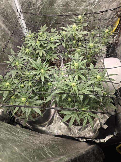 Jolly Jay/ Blackberry Cookies. Week 6