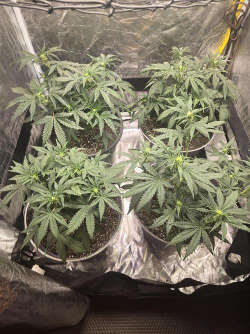 Jolly Jay/ Blackberry Cookies. Week 6