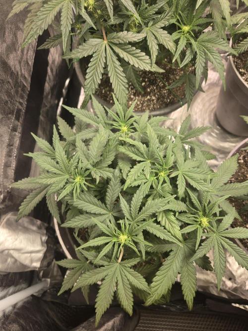 Jolly Jay/ Blackberry Cookies. Week 6