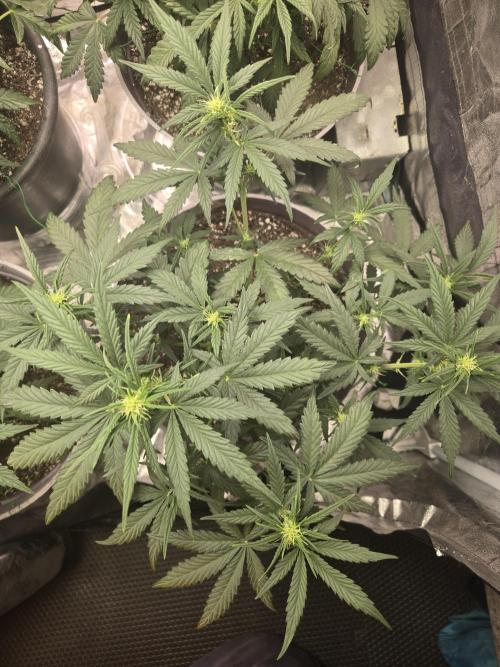 Jolly Jay/ Blackberry Cookies. Week 6