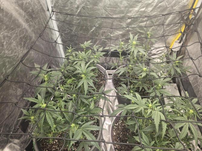 Jolly Jay/ Blackberry Cookies. Week 6