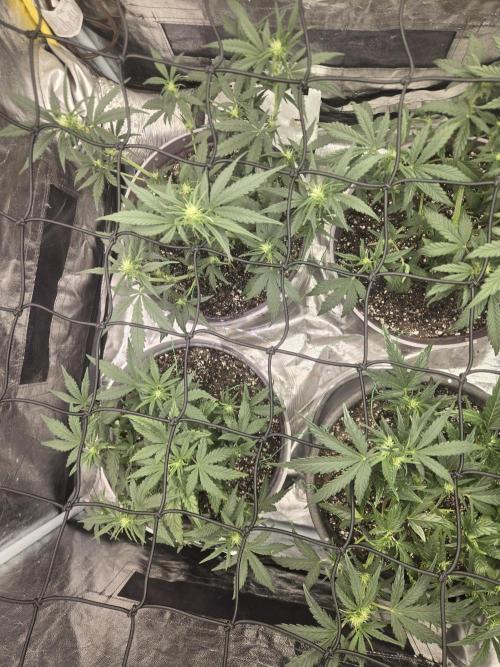 Jolly Jay/ Blackberry Cookies. Week 6