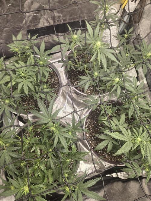 Jolly Jay/ Blackberry Cookies. Week 6