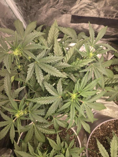 Jolly Jay/ Blackberry Cookies. Week 6