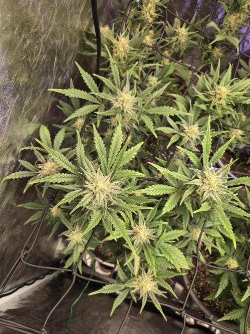 Jolly Jay/ Blackberry Cookies. Week 7