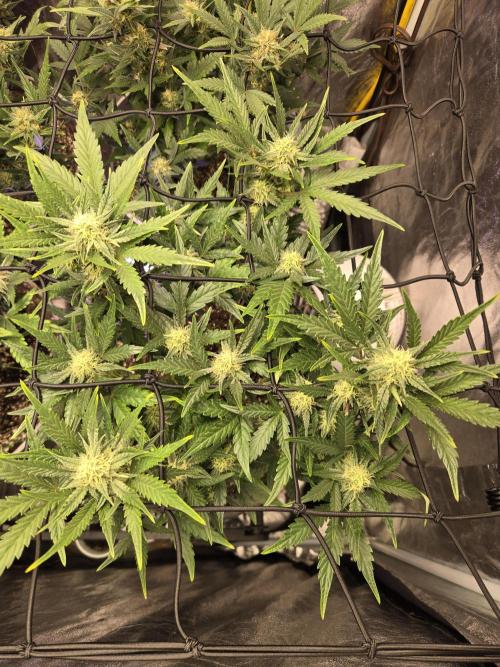 Jolly Jay/ Blackberry Cookies. Week 7
