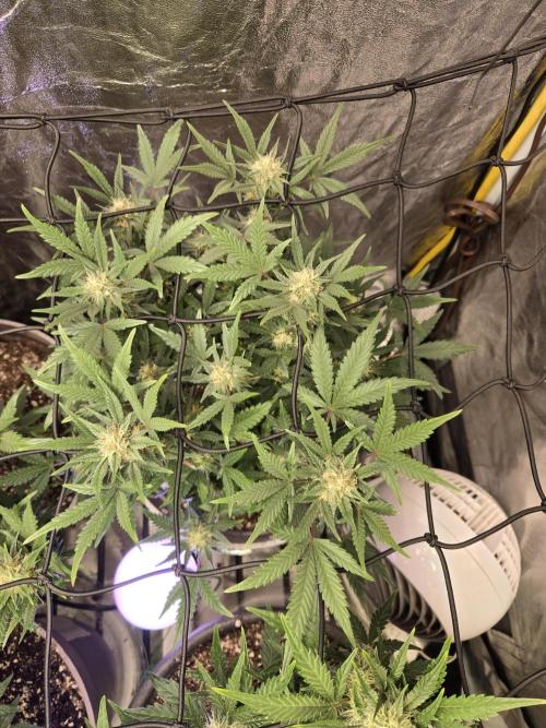 Jolly Jay/ Blackberry Cookies. Week 7
