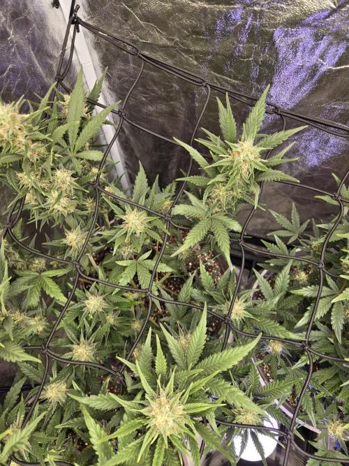 Jolly Jay/ Blackberry Cookies. Week 7