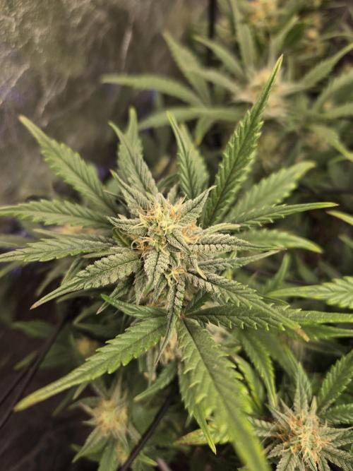 Jolly Jay/ Blackberry Cookies. Week 7