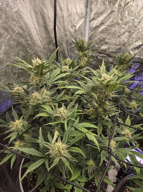 Jolly Jay/ Blackberry Cookies. Week 7