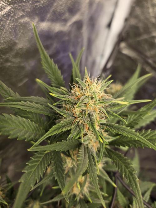 Jolly Jay/ Blackberry Cookies. Week 7