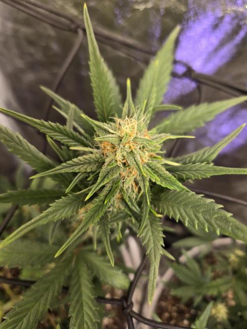 Jolly Jay/ Blackberry Cookies. Week 7