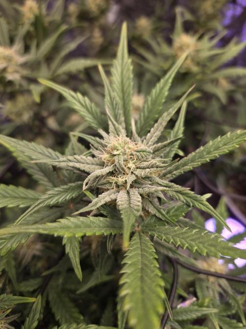 Jolly Jay/ Blackberry Cookies. Week 7