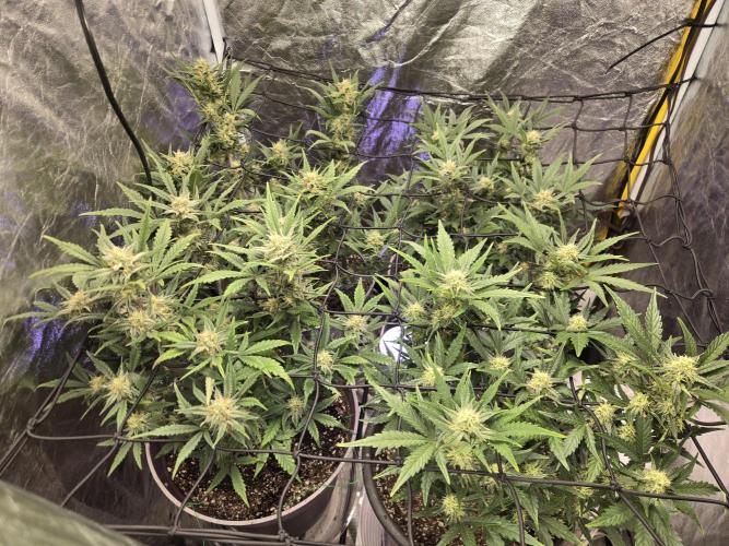 Jolly Jay/ Blackberry Cookies. Week 7
