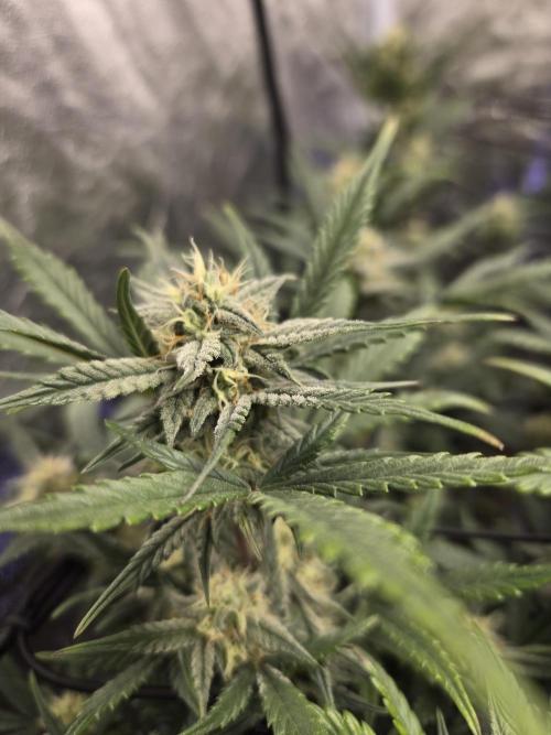 Jolly Jay/ Blackberry Cookies. Week 7