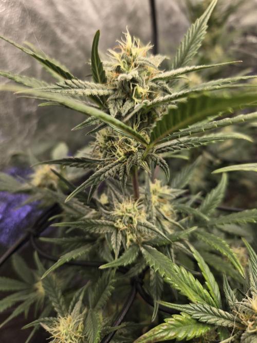 Jolly Jay/ Blackberry Cookies. Week 7