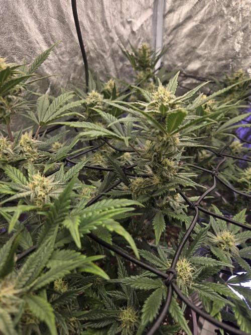 Jolly Jay/ Blackberry Cookies. Week 7