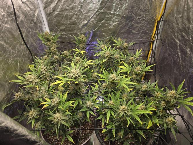 Jolly Jay/ Blackberry Cookies. Week 8