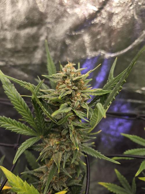 Jolly Jay/ Blackberry Cookies. Week 8
