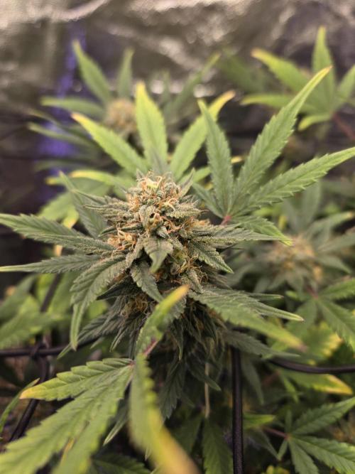 Jolly Jay/ Blackberry Cookies. Week 8