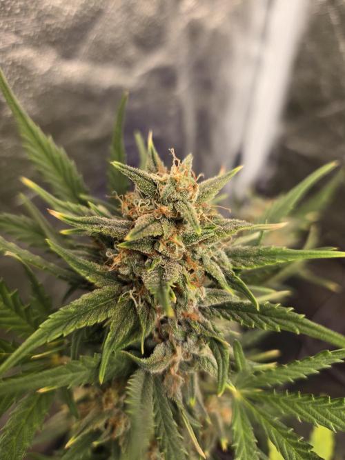 Jolly Jay/ Blackberry Cookies. Week 8
