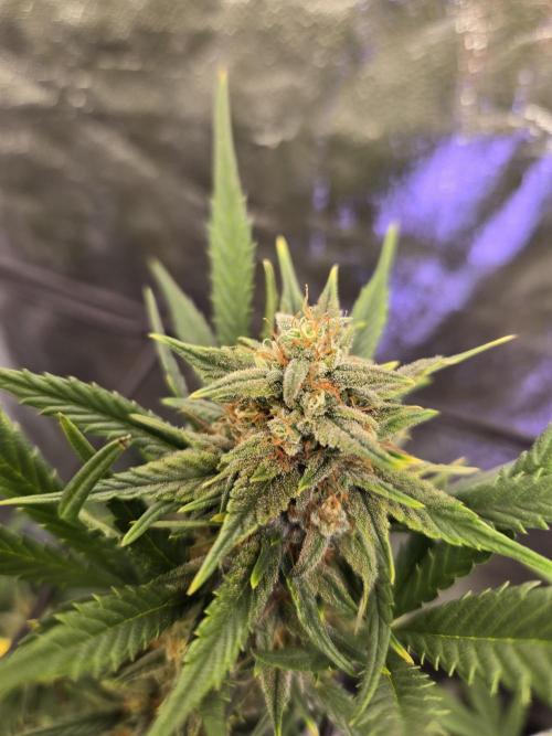 Jolly Jay/ Blackberry Cookies. Week 8