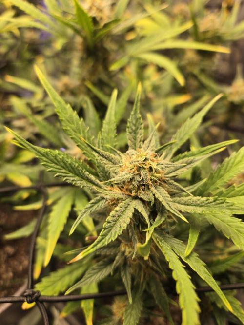 Jolly Jay/ Blackberry Cookies. Week 8