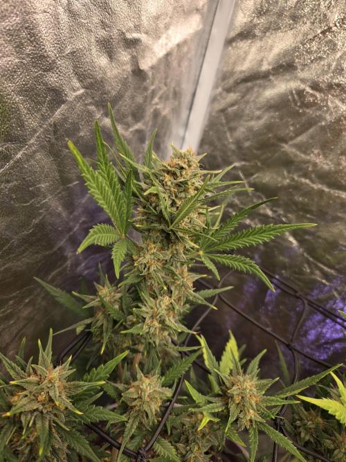 Jolly Jay/ Blackberry Cookies. Week 8
