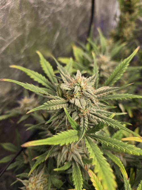 Jolly Jay/ Blackberry Cookies. Week 8