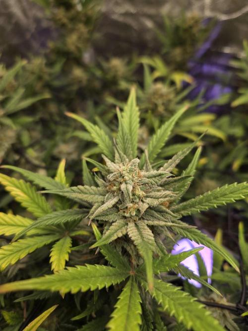 Jolly Jay/ Blackberry Cookies. Week 8